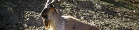 hilalyan goat.jpg Pakistan travel and tours and hotel reservations